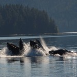 Humpback whales bubblenetting in Alaskan waters