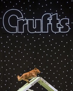 20160313 Copyright onEdition 2016 © Free for editorial use image, please credit: onEdition Picture shows Agility in the Main Arena, on the fourth and final day of Crufts 2016, at the NEC Birmingham. Crufts is the world's greatest dog show and this year will see around 22,000 healthy, happy dogs at the event, enjoying competing for the coveted 'Best in Show' title as well as the many other competitions that take place at the show, from Agility and Flyball to Eukanuba Friends for Life and Scruffts. Crufts 2016 runs from the 10th to the 13th March at the NEC, Birmingham. Crufts is the perfect opportunity for dog lovers to find out even more about the range of schemes, activities and events that they can get involved in, to ensure that they and their dog have a long, healthy and fulfilling relationship from puppyhood, all the way through their lives! For more information please contact the Press Office via: T: 020 7518 1008 / 1020 E: press.office@thekennelclub.org.uk For additional images please visit: http://www.w-w-i.com/crufts_2016/ If you require a higher resolution image or you have any other onEdition photographic enquiries, please contact onEdition on 0845 900 2 900 or email info@onEdition.com This image is copyright onEdition 2016©. This image has been supplied by onEdition and must be credited onEdition. The author is asserting his full Moral rights in relation to the publication of this image. Rights for onward transmission of any image or file is not granted or implied. Changing or deleting Copyright information is illegal as specified in the Copyright, Design and Patents Act 1988. If you are in any way unsure of your right to publish this image please contact onEdition on 0845 900 2 900 or email info@onEdition.com